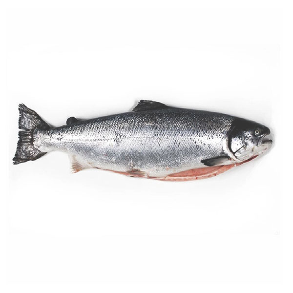 pescado salmón