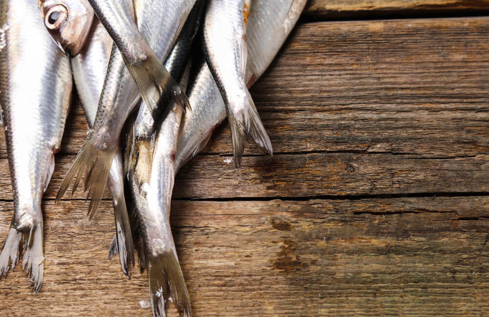 propiedades de la sardina fresca