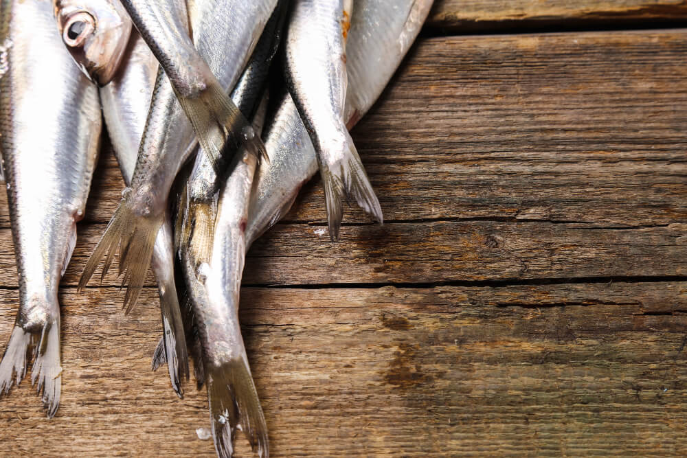 propiedades de la sardina fresca