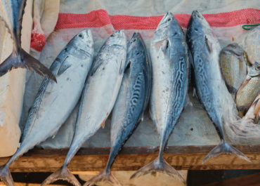 La pesca del atún: equipamiento y métodos de pesca